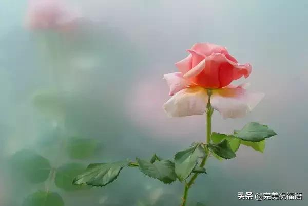 七夕送什么礼物好今日情人节，2.14玫瑰送给亲爱的朋友，祝你们情人节快乐