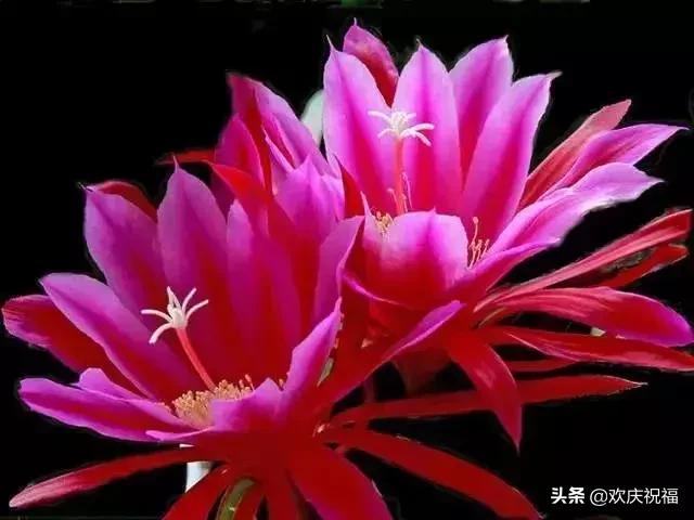 情人节送女生什么明日情人节，罕见情人花，你见过吗？忍不住发给你看看