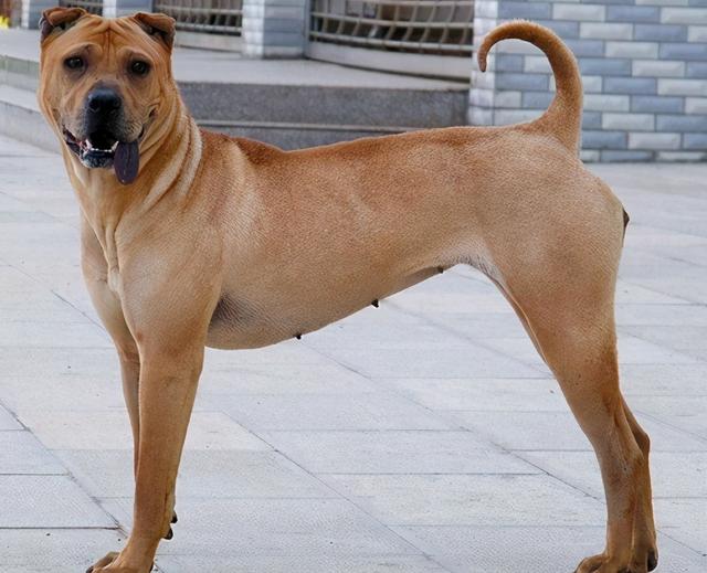 猎犬品种大全图片大全国内最好的猎犬