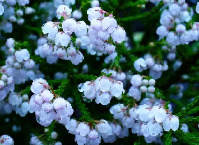 最漂亮的20种花，10种花中贵货太好看