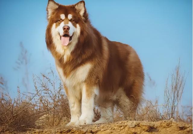 养阿拉斯加的禁忌，阿拉斯加犬为什么不建议养（阿拉斯加雪橇犬的优缺点及饲养方法并不是每个人都适合）