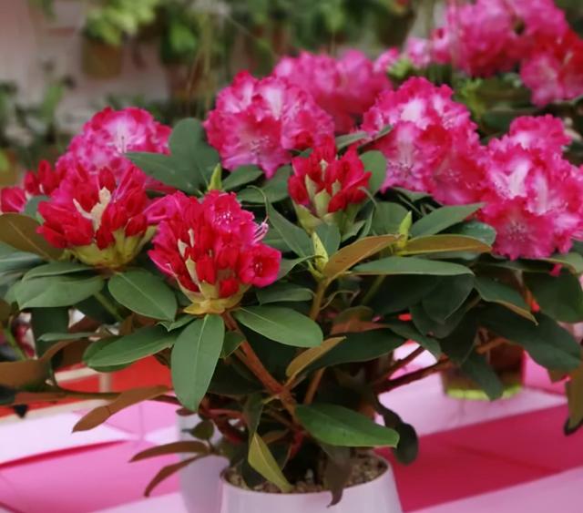 最漂亮的20种花，10种花中贵货太好看