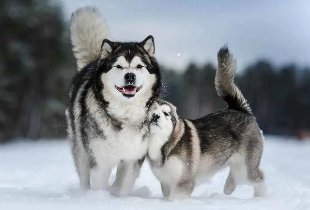 养阿拉斯加的禁忌，阿拉斯加犬为什么不建议养（阿拉斯加雪橇犬的优缺点及饲养方法并不是每个人都适合）