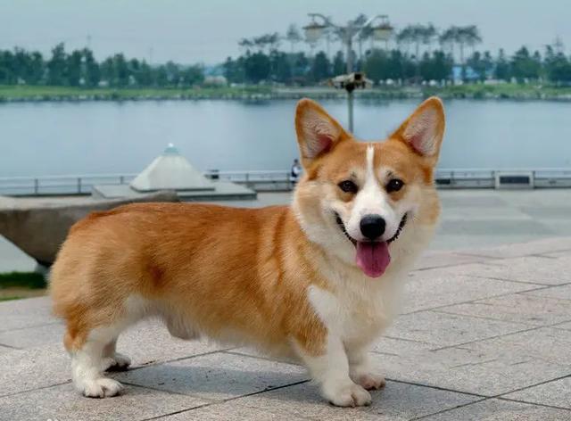 狗狗排行榜之“最可爱”的几种狗，种最可爱的泰迪熊犬种
