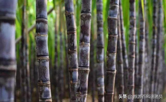 关于毛里求斯的25个冷知识，毛里求斯小知识，你知道吗