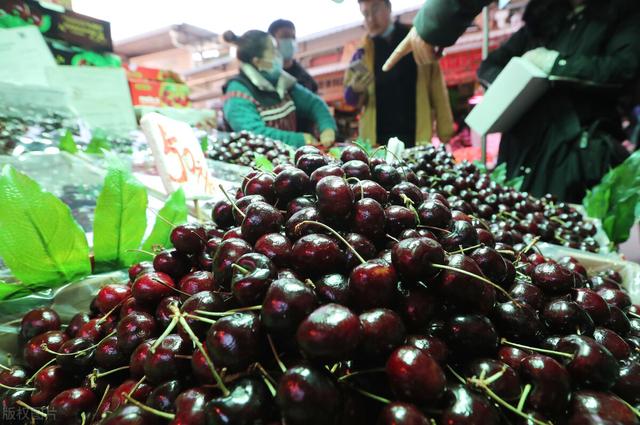 国产车厘子春节上市，为消费者送去舌尖上的甜蜜