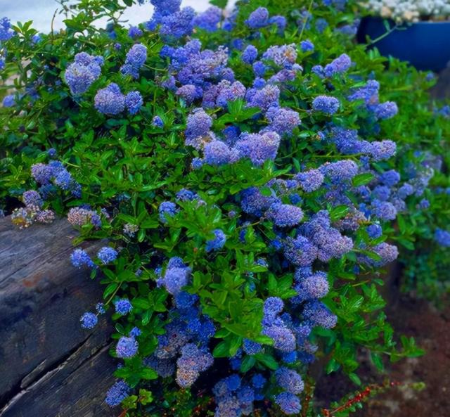 最漂亮的20种花，10种花中贵货太好看