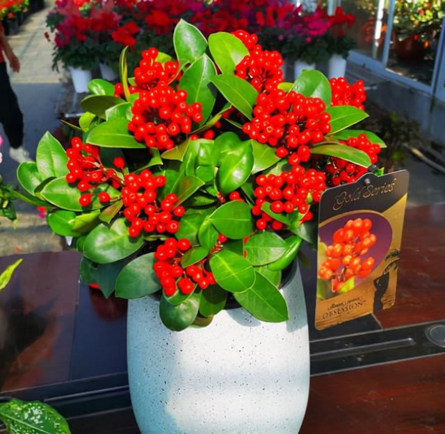 最漂亮的20种花，10种花中贵货太好看