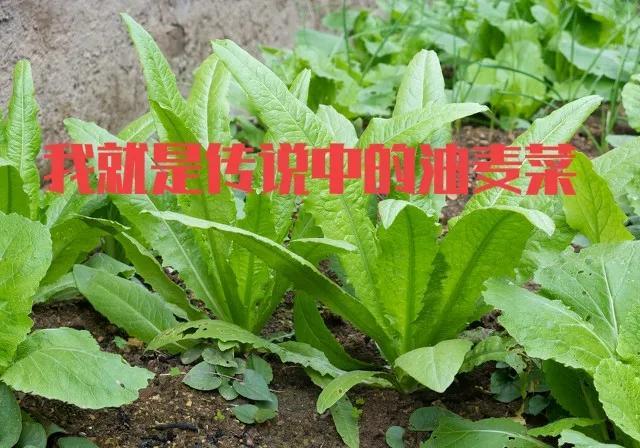 666是什么意思，2021年发红包吉利数字一览表