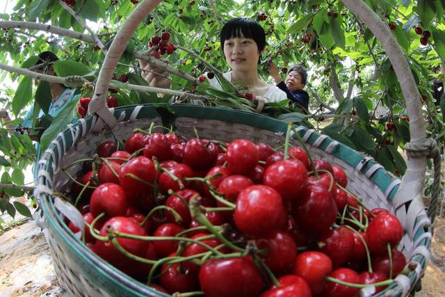 国产车厘子春节上市，为消费者送去舌尖上的甜蜜