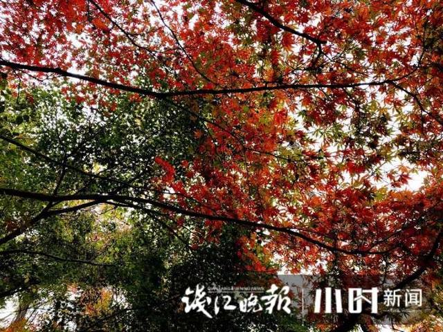 杭州灵隐、九溪美成这样了，这派“枫”景太上头