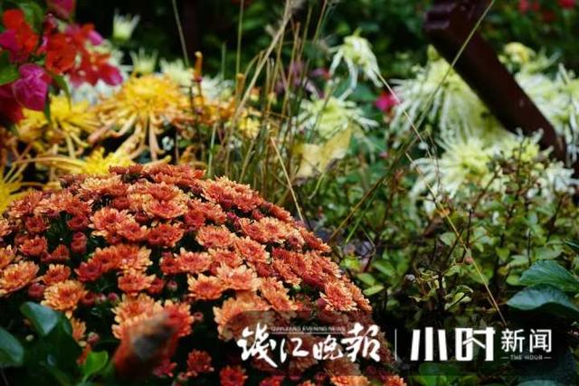 杭州灵隐、九溪美成这样了，这派“枫”景太上头