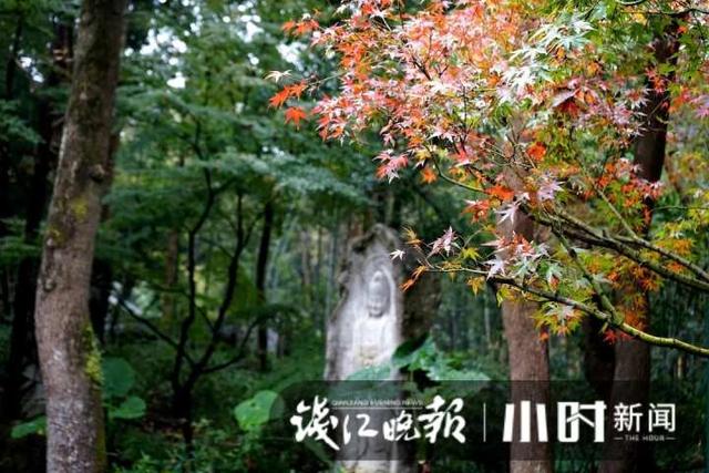 杭州灵隐、九溪美成这样了，这派“枫”景太上头
