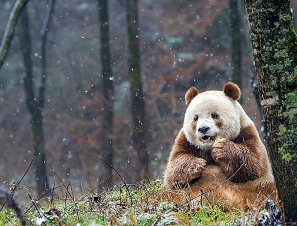 7岁的棕色大熊猫七仔,是目前全球唯一现存的棕色大熊猫,十分珍贵.