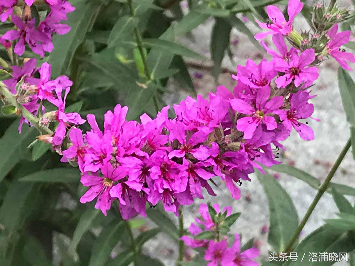 英语:lythrum salicaria l日语:えぞみそはぎ【蝦夷禊萩】28,夹竹桃