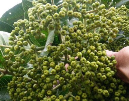 吴茱萸