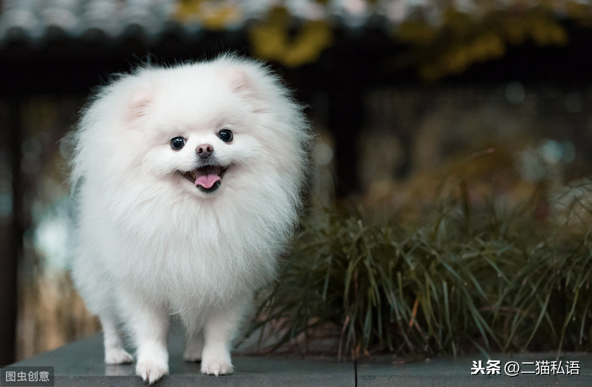 博美犬体型娇小,长着一身蓬松浓密的长毛,尖尖的嘴巴,圆溜溜的眼睛