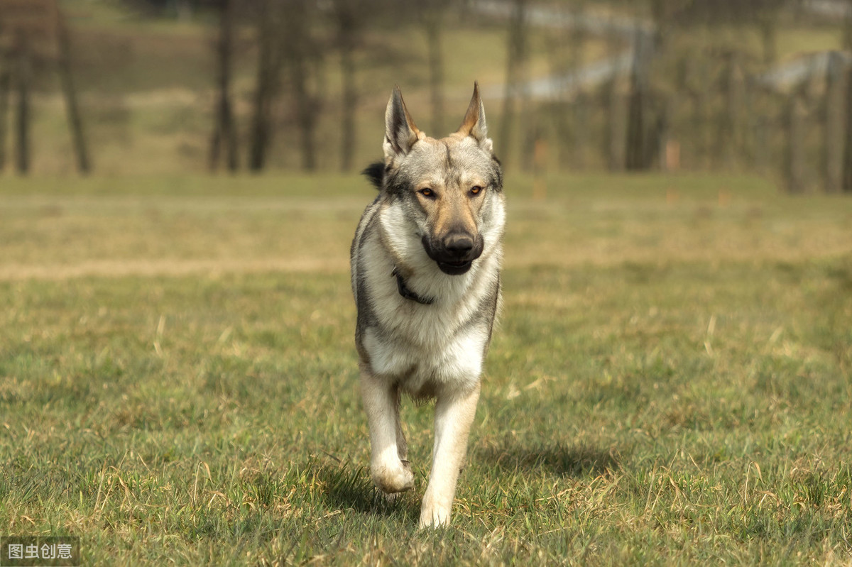 捷克狼犬好养吗