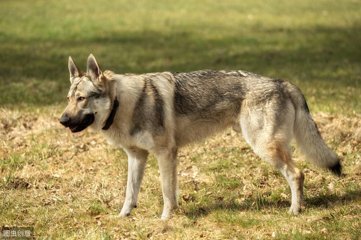 捷克狼犬好养吗