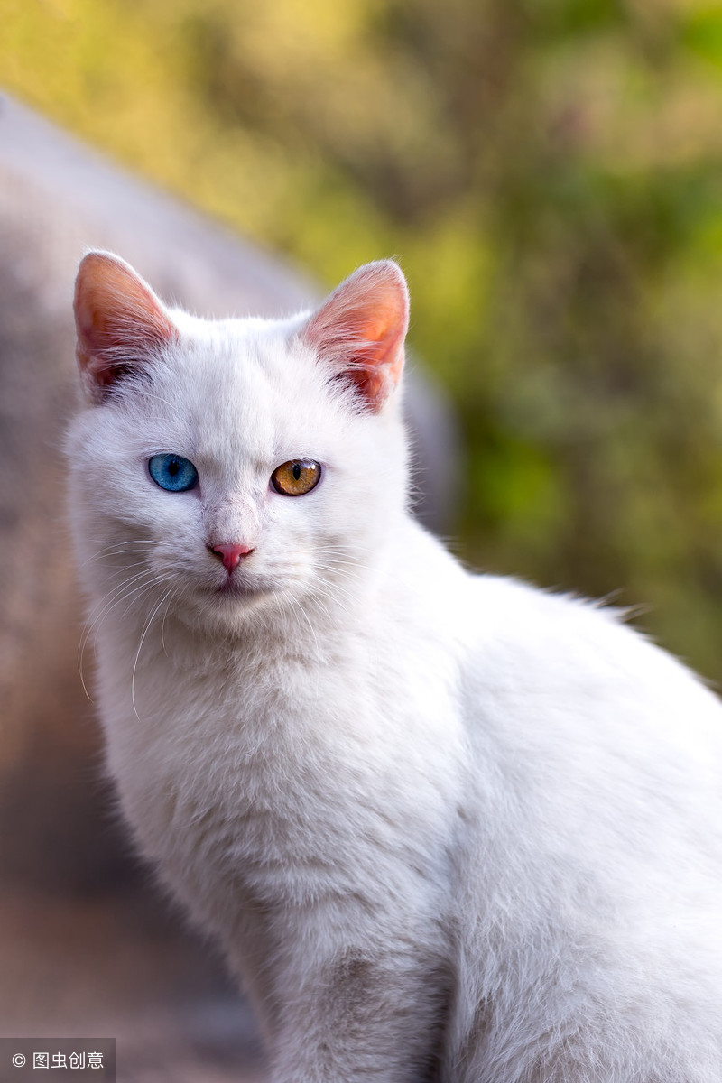 异瞳狮子猫多少钱一只自带仙气的异瞳白猫却红颜薄命