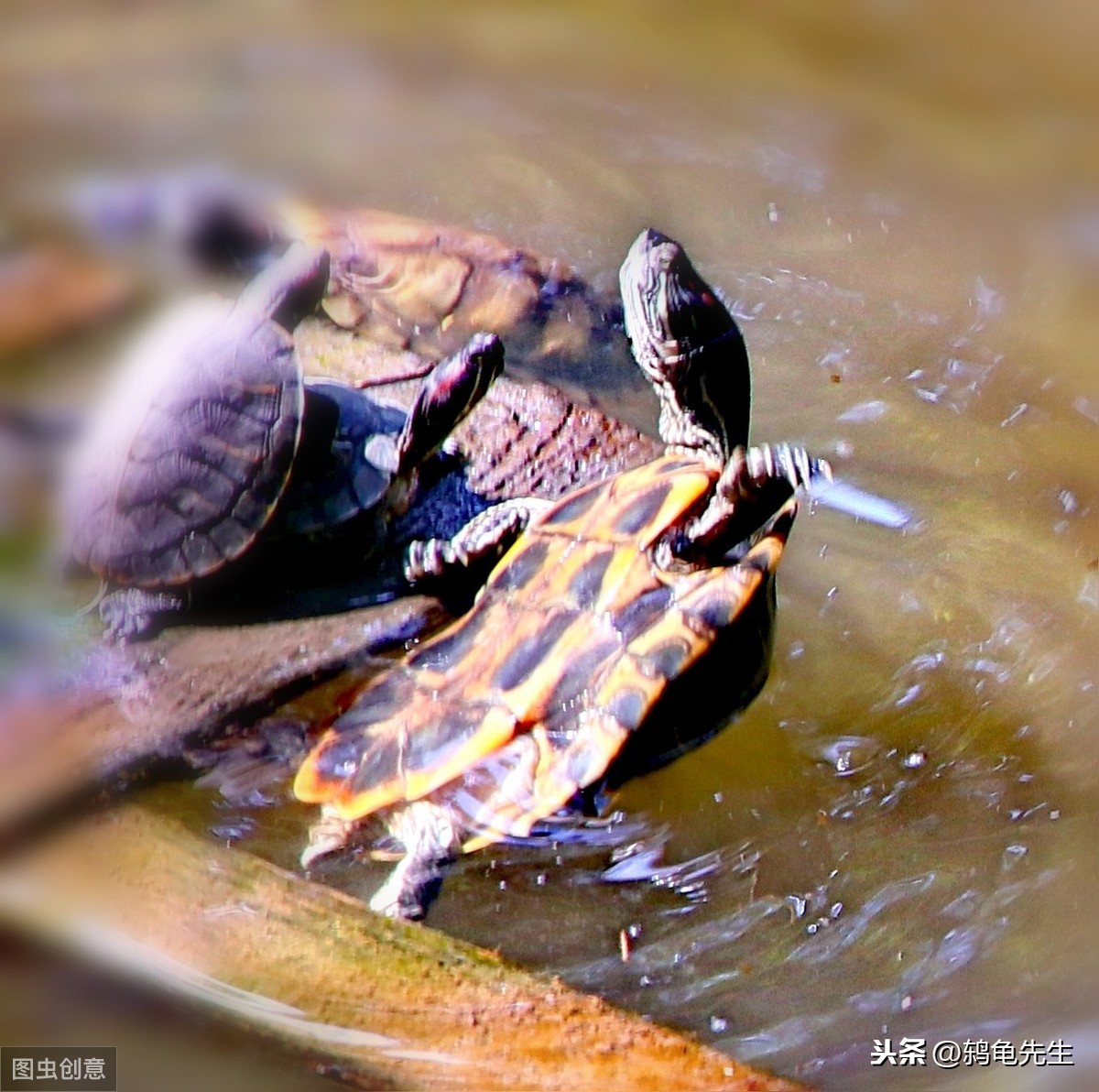 应该如何看待乌龟淹死问题?其实这是误解,深水养龟优点比浅水多