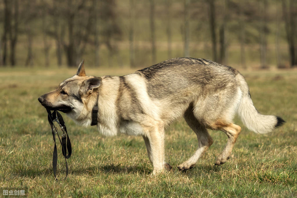 三,还有野性捷克狼犬是狼犬,还保留着狼的特性,野性也还保留着的,它能