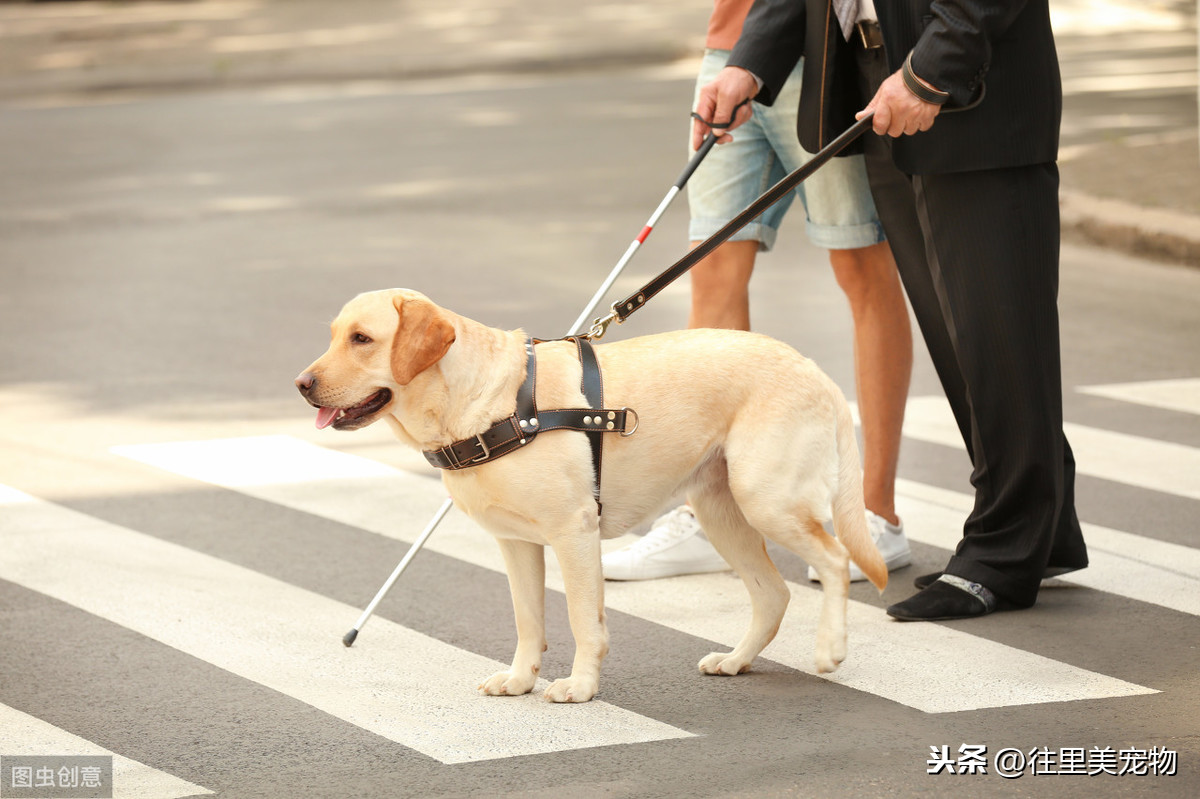 国内导盲犬多少钱一只培育一只导盲犬需要花费15万