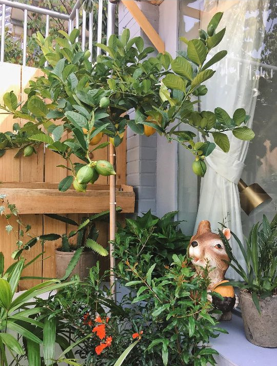 阳台柠檬树盆栽怎么养详细介绍记得收藏