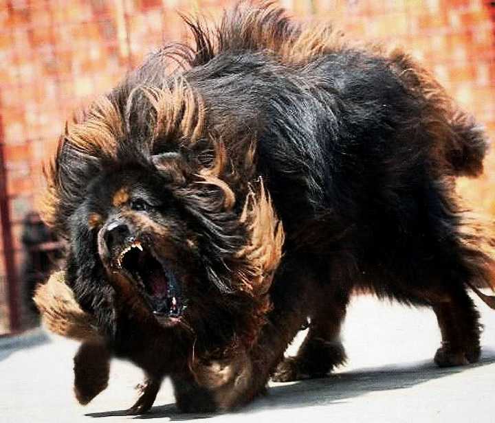 藏獒