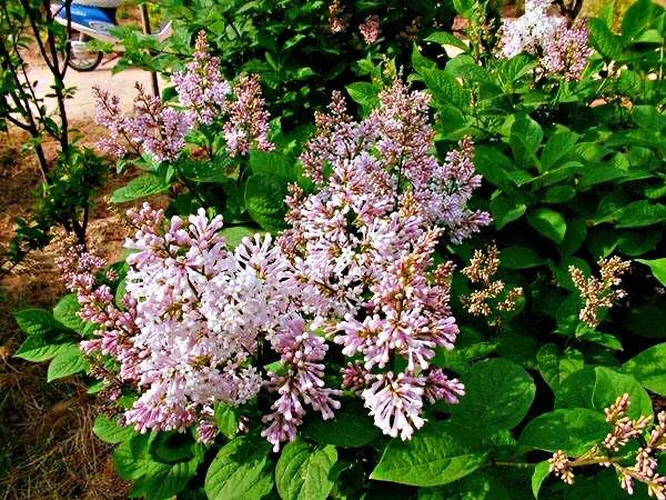 丁香花是什么颜色丁香花是什么颜色的图片