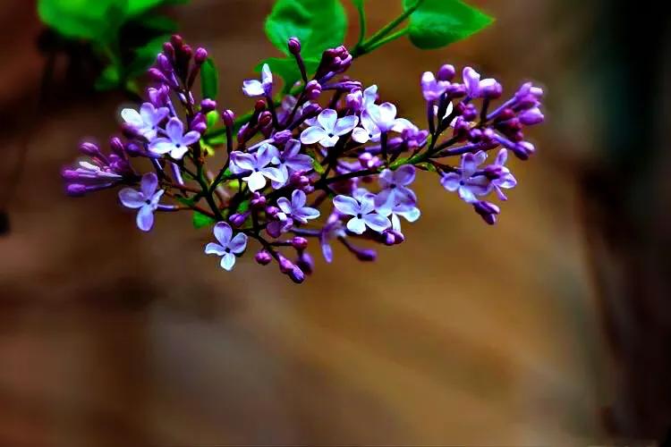 丁香花是什么颜色丁香花是什么颜色的图片