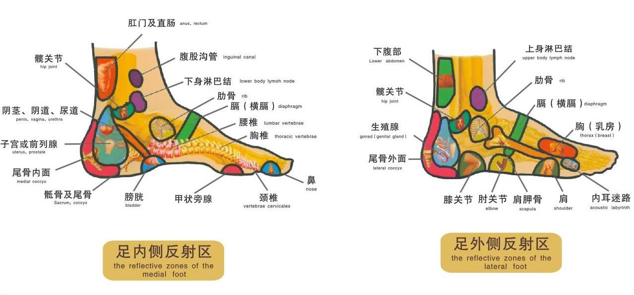 脚部对应的器官示意图脚部对应的器官示意图是真的吗