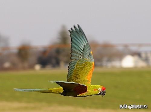 十大名贵鹦鹉十大名贵鹦鹉图片