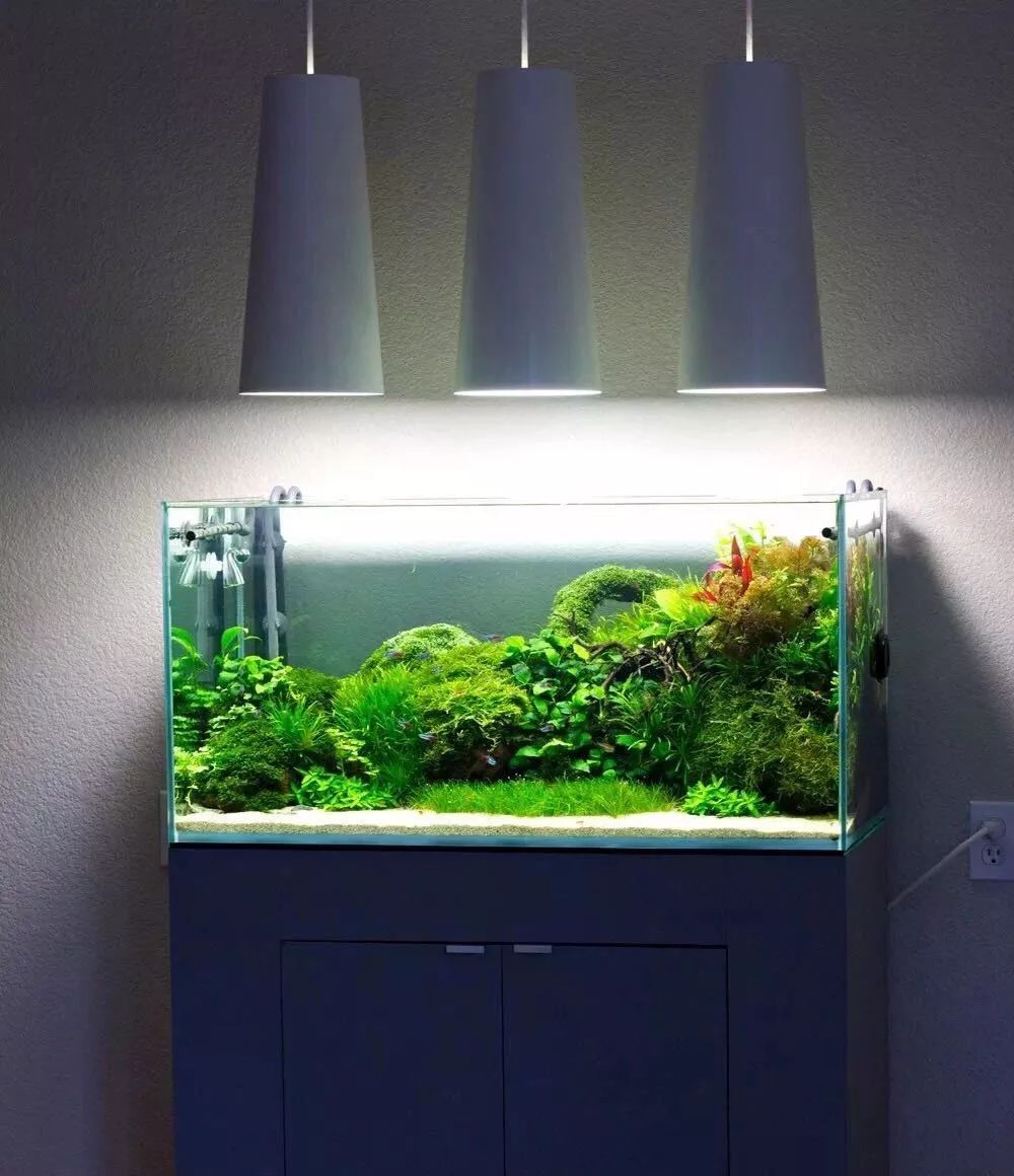 水草缸造景水草缸造景图片大全