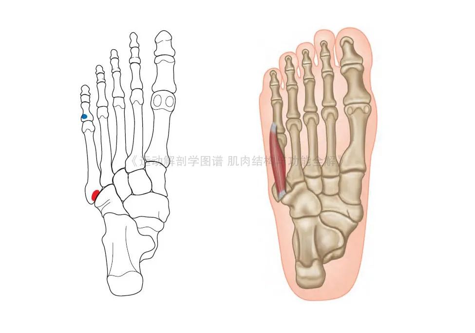 脚的各个部位详细图脚的各个部位详细图痛风