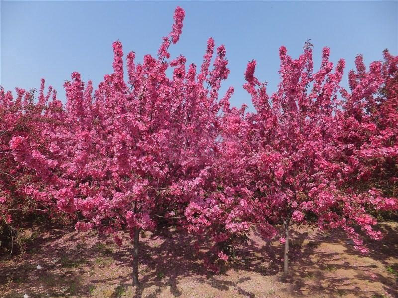 东洋锦海棠花图片图文鉴赏海棠花的品种大全