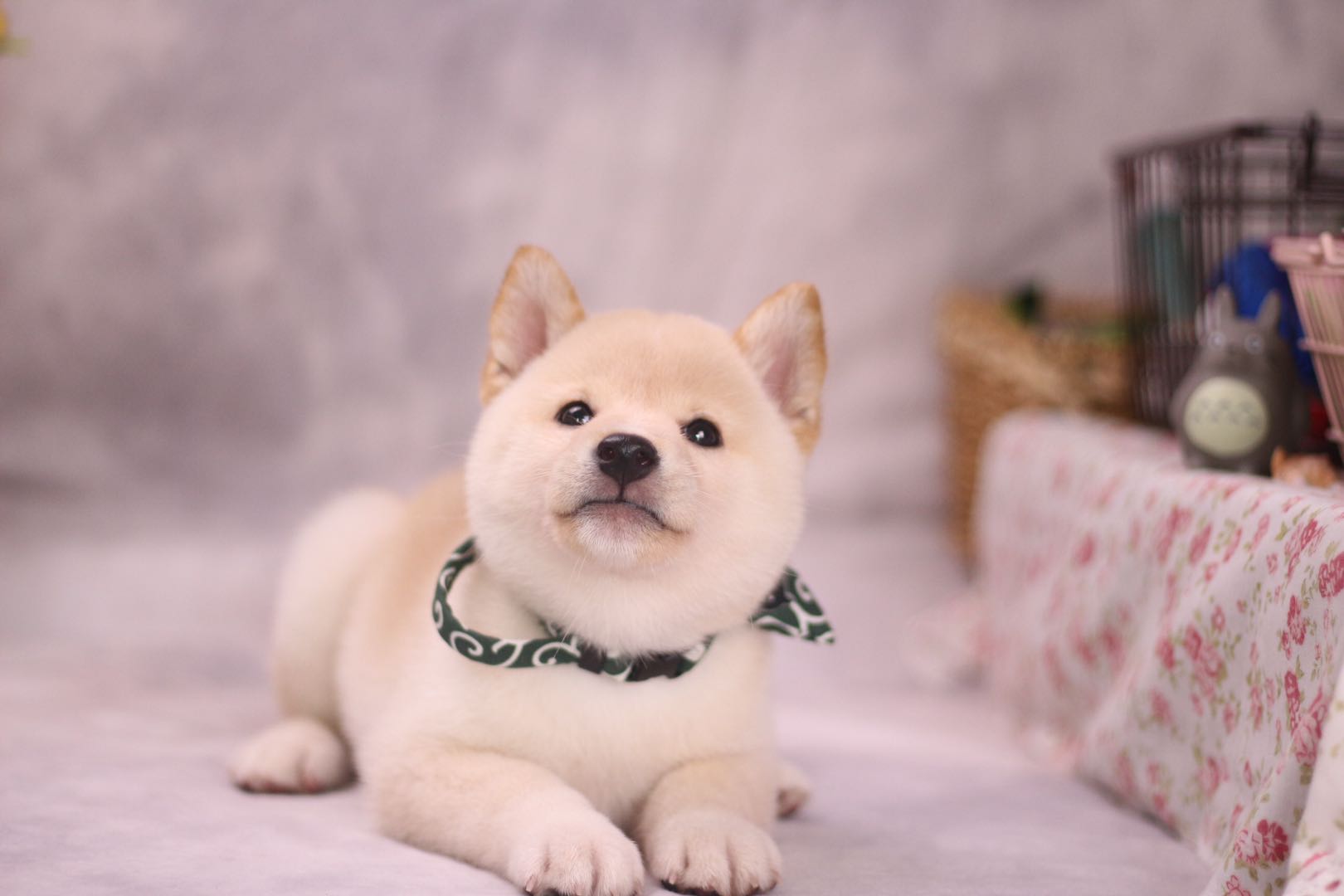 柴犬多少钱多少钱买一只柴犬最合适呢