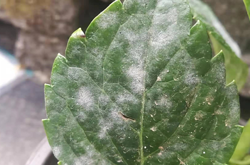 典型白粉病【修剪】绣球开花多集中在去年生老枝上,所以绣球的修剪多