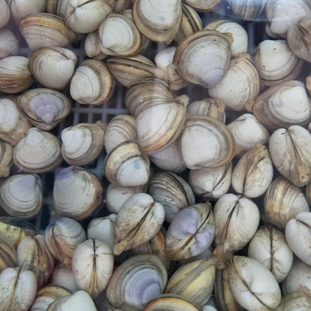 蛤蜊,算是双壳纲帘蛤目帘蛤科和蛤蜊科一部分物种的统称了.