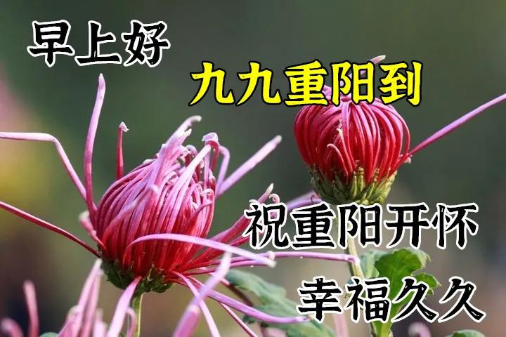 10月14日重阳节最漂亮早上好动态表情图片大全问候重阳节早上好