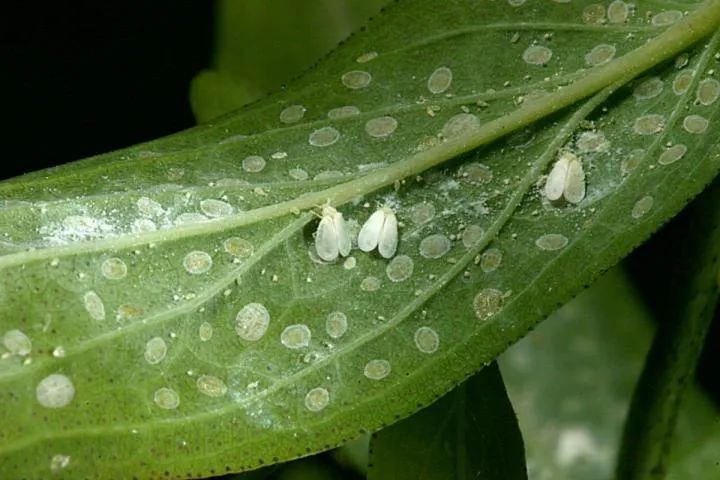 我们不能保证植物一直不会感染虫害,但是可以做到适当预防,减少害虫的