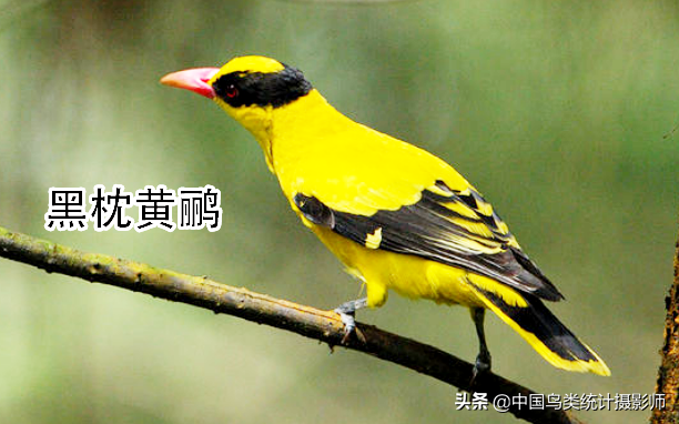 黄鹂鸟图片,黄鹂鸟图片,高清图片