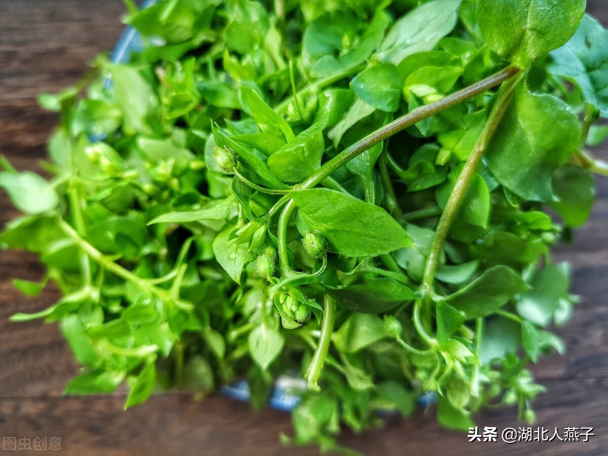 春天挖野菜,送你70种野菜图片大全,教你认识不同的野菜和吃法