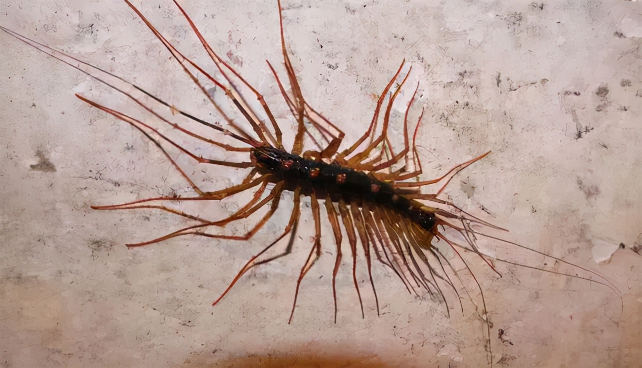 家里常见的虫子家里常见的虫子图片及名称和危害