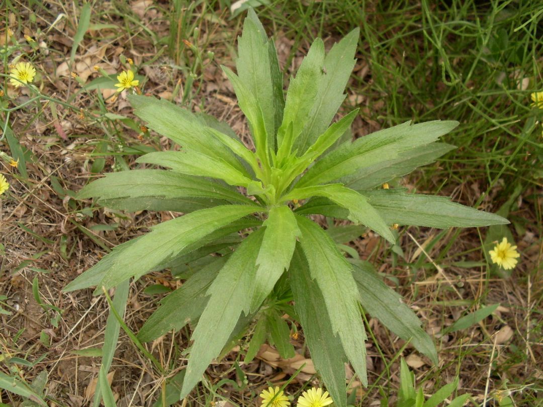 人们常叫小蓬草或小飞蓬,为常见杂草,具有药用和饲用价值