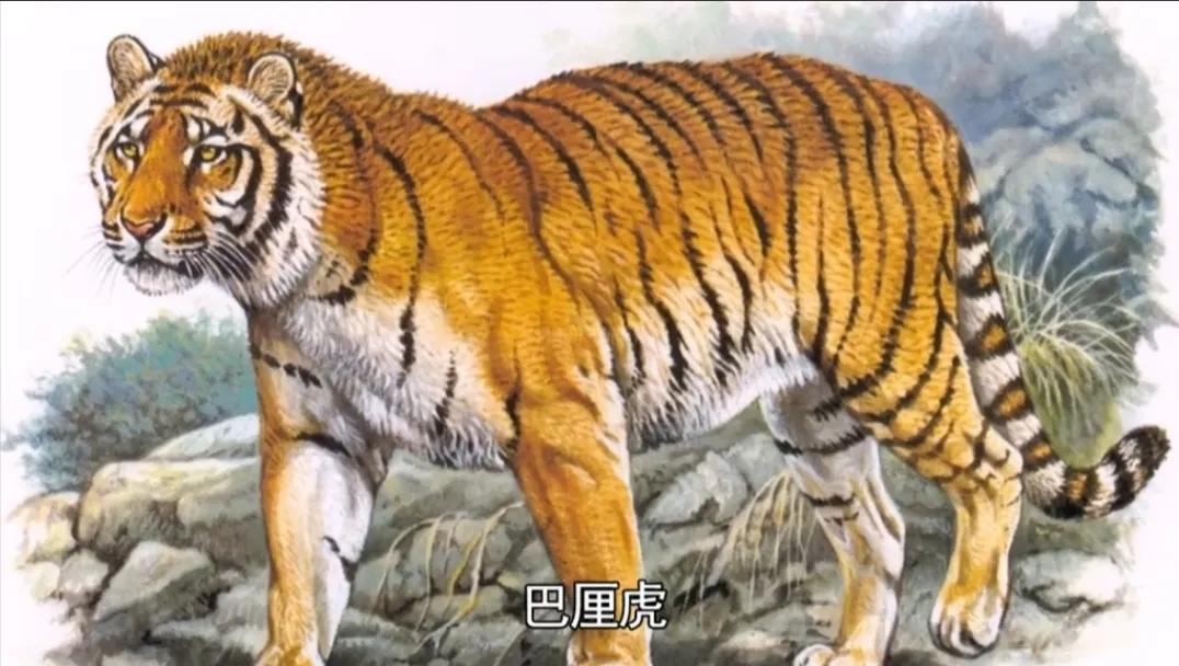 巴厘虎1937年灭绝.