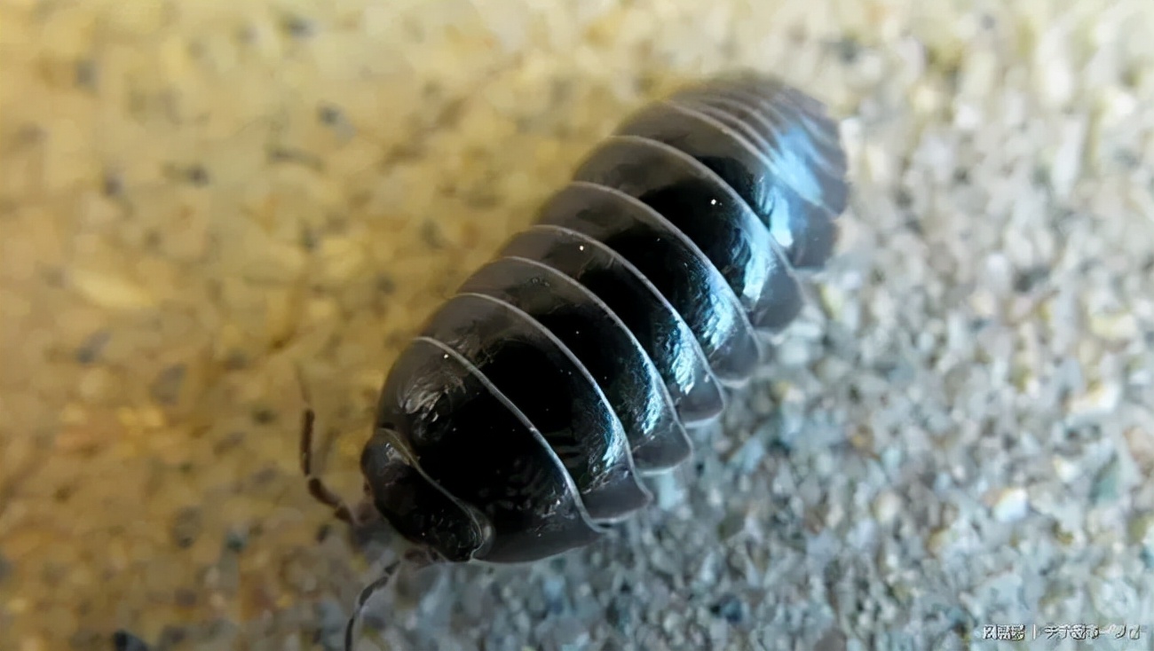 这种背着个硬壳的怪怪虫子在南方也被叫做"西瓜虫"团子虫,通常生活