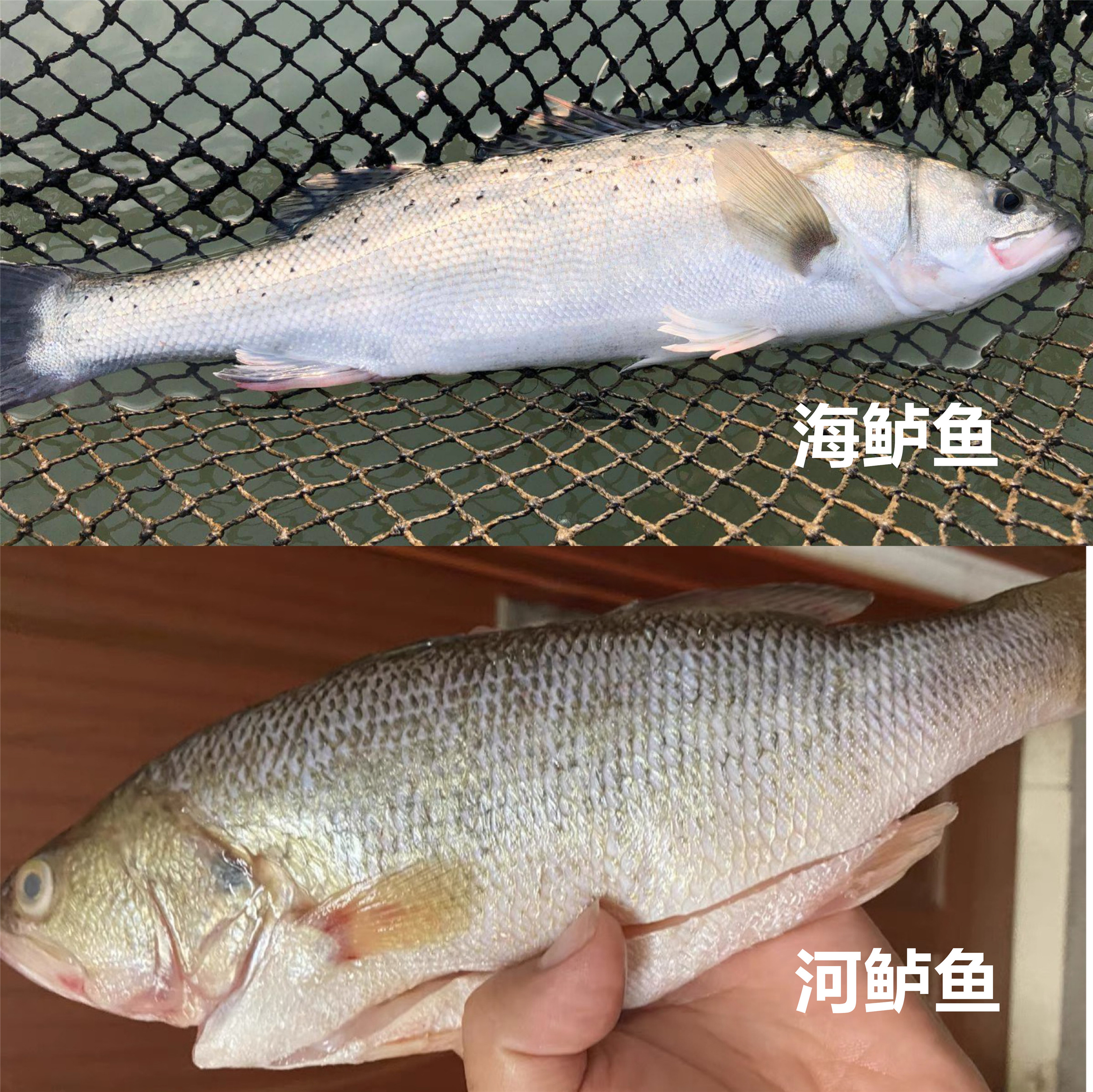 鲈鱼有"河鲈"和"海鲈"之分,河鲈鱼相比于海鲈鱼来说,体型要小一些,大