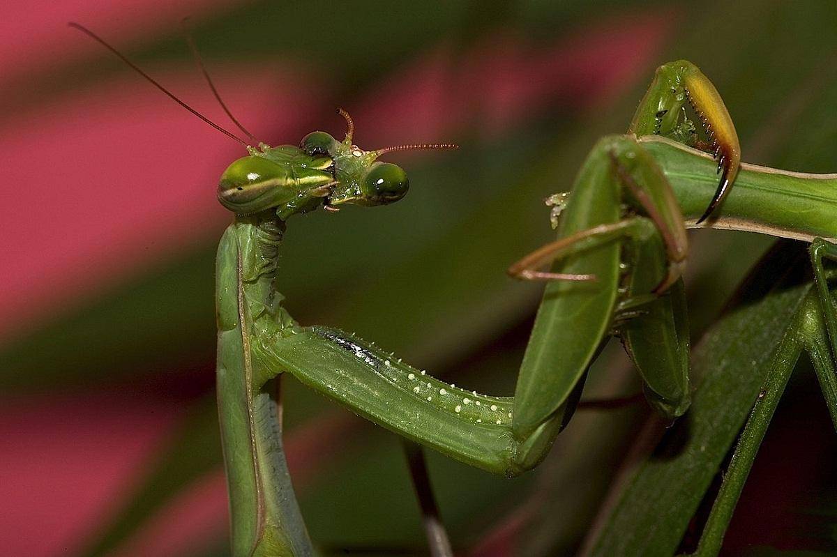 螳螂为什么吃自己配偶螳螂为什么会吃雄螳螂