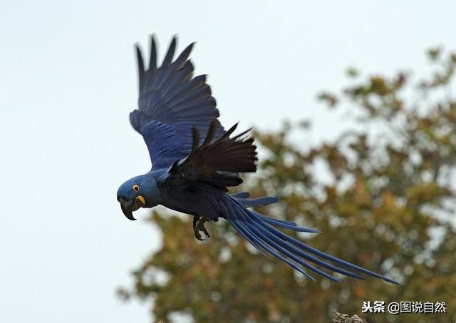 十大名贵鹦鹉十大名贵鹦鹉图片